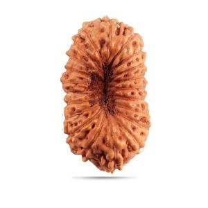 21 mukhi Indonesia - Big