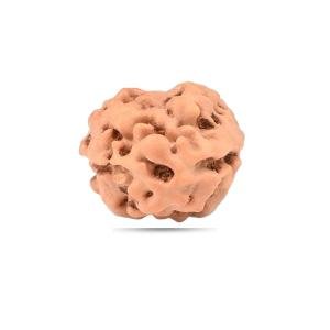 2 Mukhi Indonesia - Big